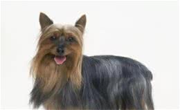 每日一犬-澳大利亚梗