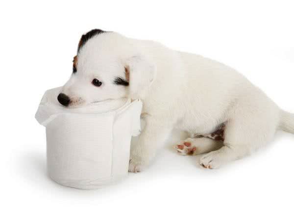 怎样训练狗狗定时定点上厕所?