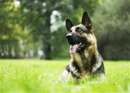 放弃200多种名犬，我只想选串串，原因只有一个，希望它能活得久