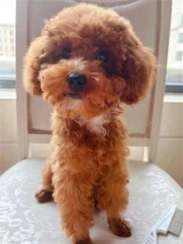 关于新手正确饲养泰迪犬，这5点要清楚!