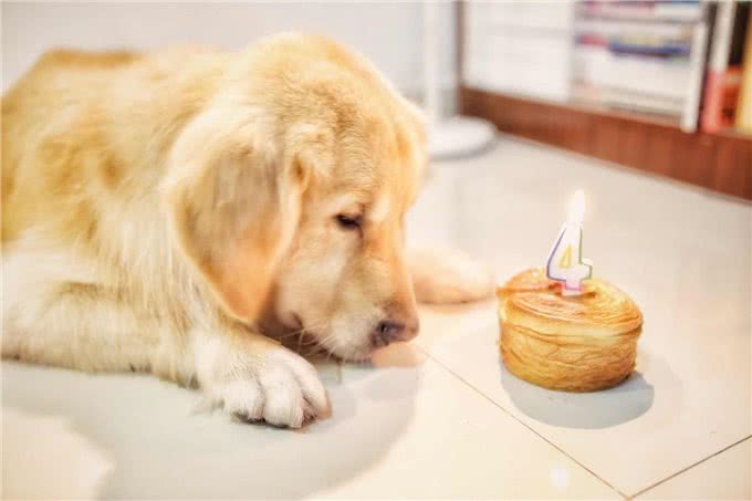 狗狗1岁等于人类多少岁呢?听听宠物医生怎么说