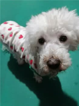 网友给狗狗穿衣服让其直立行走，引热议:真好看