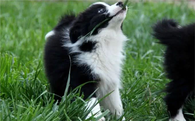 犬心率失常表现，早发现早治疗!