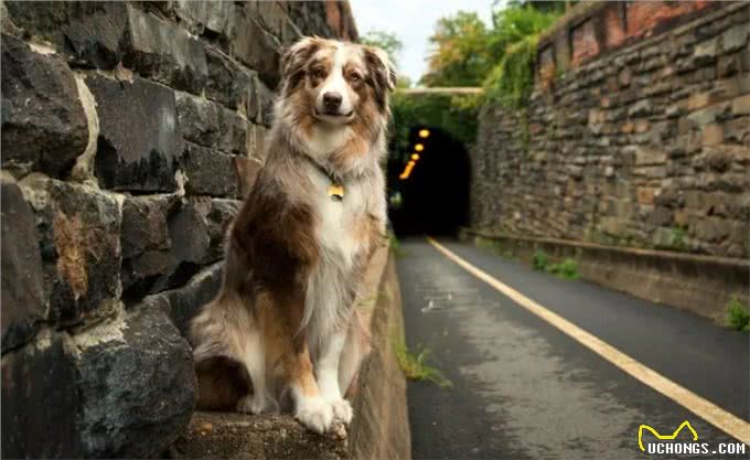 犬心率失常表现，早发现早治疗!