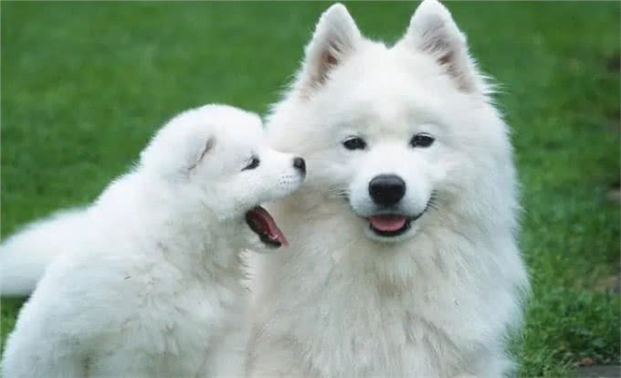 犬心率失常表现，早发现早治疗!