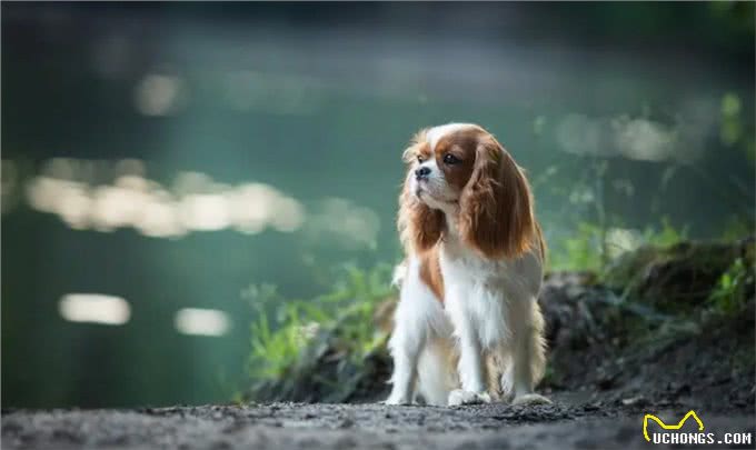 犬心率失常表现，早发现早治疗!