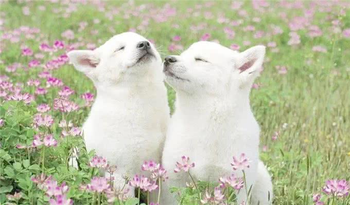 犬心率失常表现，早发现早治疗!