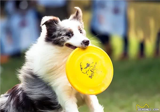 犬心率失常表现，早发现早治疗!
