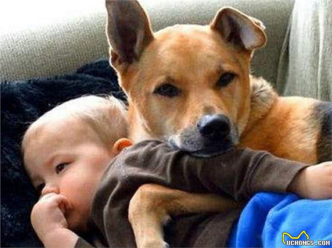 狗狗记住主人只需3个月,忘记主人要多久?答案你想不到