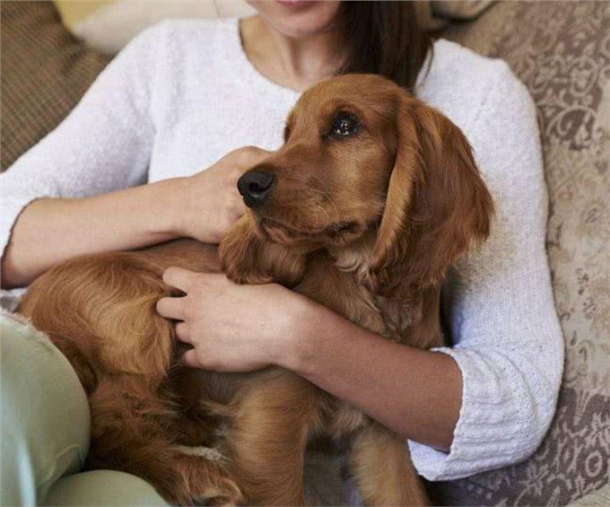 狗狗记住主人只需3个月,忘记主人要多久?答案你想不到