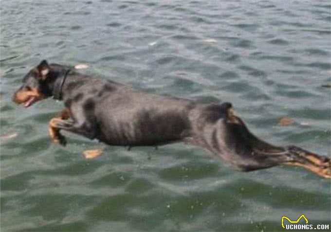 狗狗记住主人只需3个月,忘记主人要多久?答案你想不到