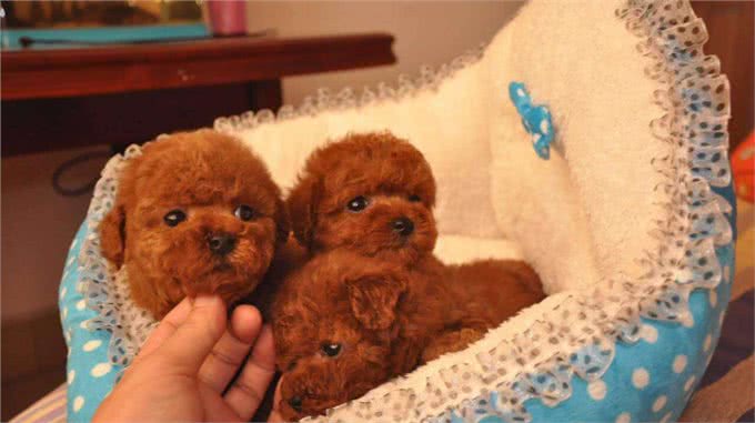 泰迪幼犬如何更好地饲养?