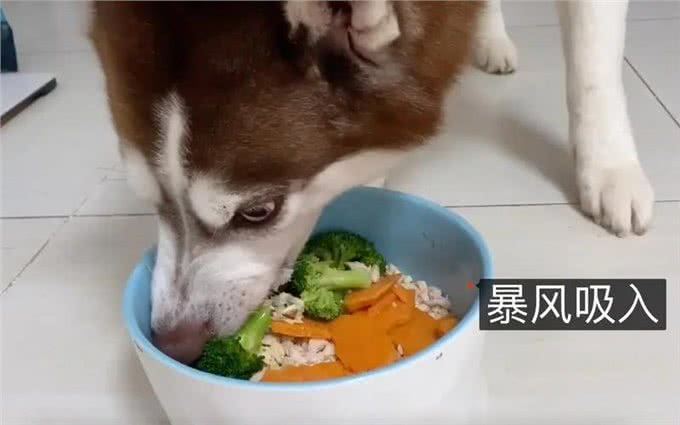 不同狗狗的学历排行，你家狗是什么文化水平?