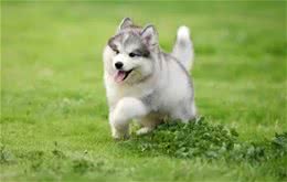 如何区分健康的幼犬?这14个要点记住了