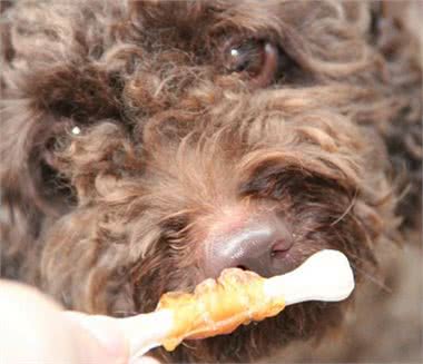 狗狗的零食磨牙棒对于狗狗来说竟然有这么大的潜在危险
