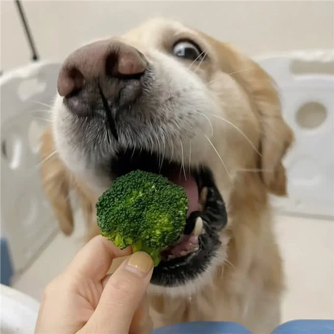 这些厨余垃圾可以给狗狗吃!（上）