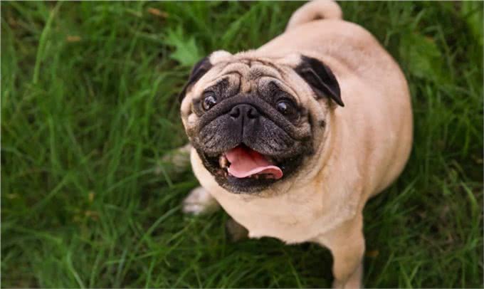 不止是长胖会引起宠物糖尿病,关于糖尿病的症状和治疗也需了解