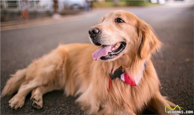 不止是长胖会引起宠物糖尿病,关于糖尿病的症状和治疗也需了解