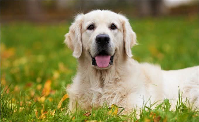 不止是长胖会引起宠物糖尿病,关于糖尿病的症状和治疗也需了解