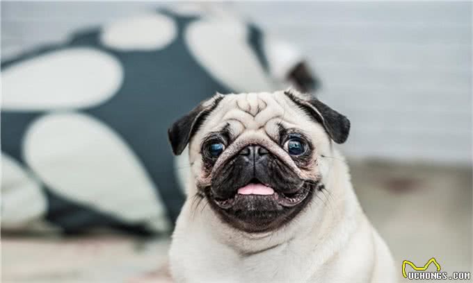 不止是长胖会引起宠物糖尿病,关于糖尿病的症状和治疗也需了解