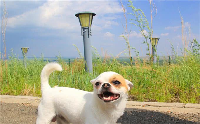 不止是长胖会引起宠物糖尿病,关于糖尿病的症状和治疗也需了解