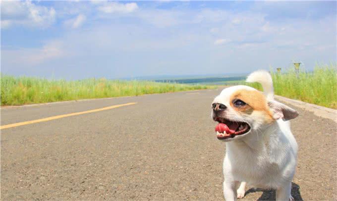 不止是长胖会引起宠物糖尿病,关于糖尿病的症状和治疗也需了解