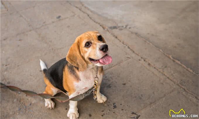 不止是长胖会引起宠物糖尿病,关于糖尿病的症状和治疗也需了解