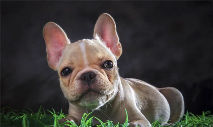 不止是长胖会引起宠物糖尿病,关于糖尿病的症状和治疗也需了解