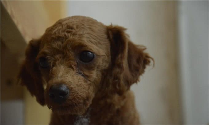 不止是长胖会引起宠物糖尿病,关于糖尿病的症状和治疗也需了解