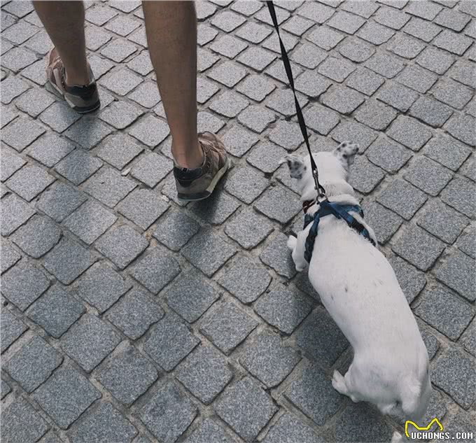 不止是长胖会引起宠物糖尿病,关于糖尿病的症状和治疗也需了解