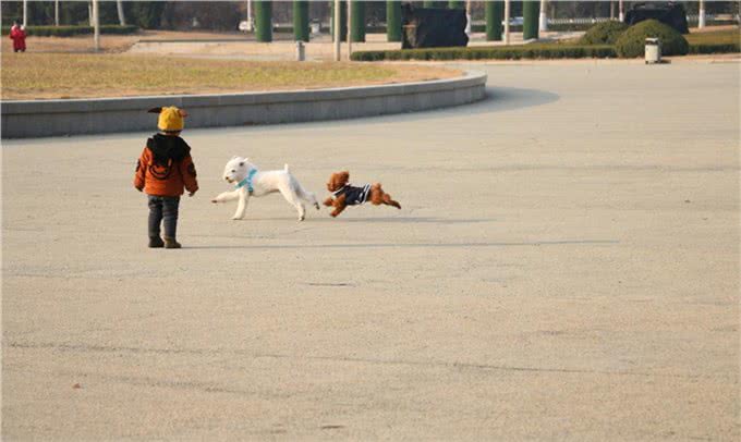 不止是长胖会引起宠物糖尿病,关于糖尿病的症状和治疗也需了解