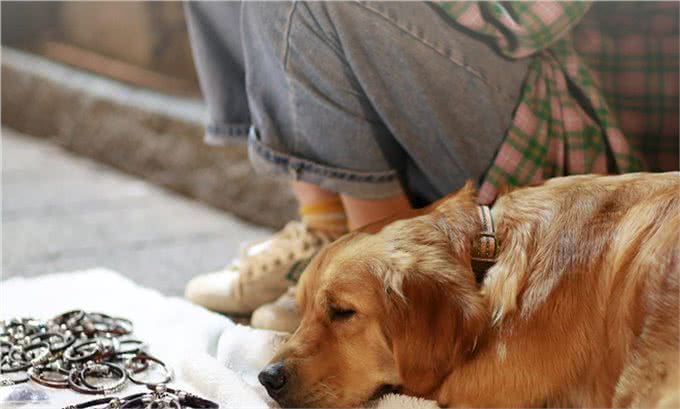 不止是长胖会引起宠物糖尿病,关于糖尿病的症状和治疗也需了解