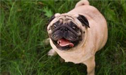 不止是长胖会引起宠物糖尿病，关于糖尿病的症状和治疗也需了解