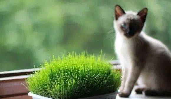 完美喵生，一定要握紧猫草