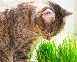 完美喵生，一定要握紧猫草