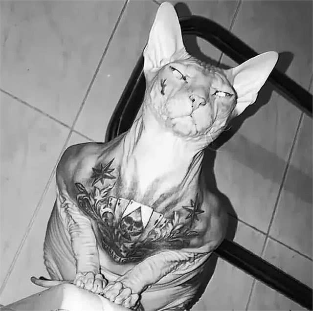 那只有纹身的加拿大无毛猫，终究还是逃走了，它真的走了