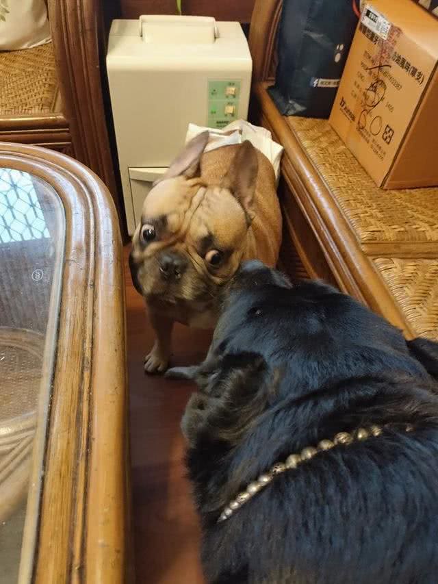 遇到17岁老狗，罗威纳犬超温柔对待，自愿成为老狗的坐骑