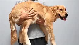 你知道吗?当你抱起狗狗，在它心里代表这几种含义