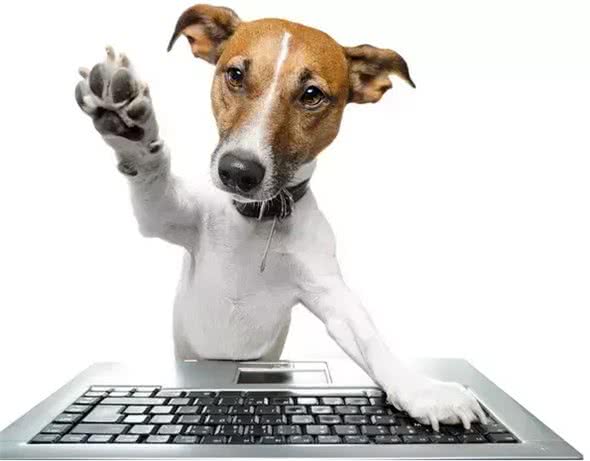 狗狗训练的18个小技巧