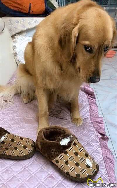狗狗喜欢咬拖鞋?教你六招，让你的狗狗不再对拖鞋感兴趣