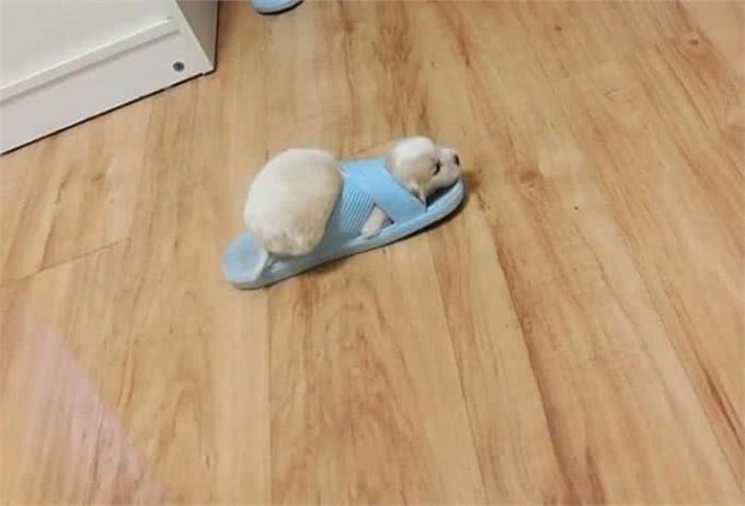 狗狗喜欢咬拖鞋?教你六招，让你的狗狗不再对拖鞋感兴趣