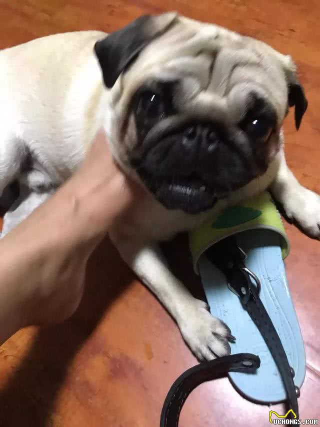 狗狗喜欢咬拖鞋?教你六招，让你的狗狗不再对拖鞋感兴趣