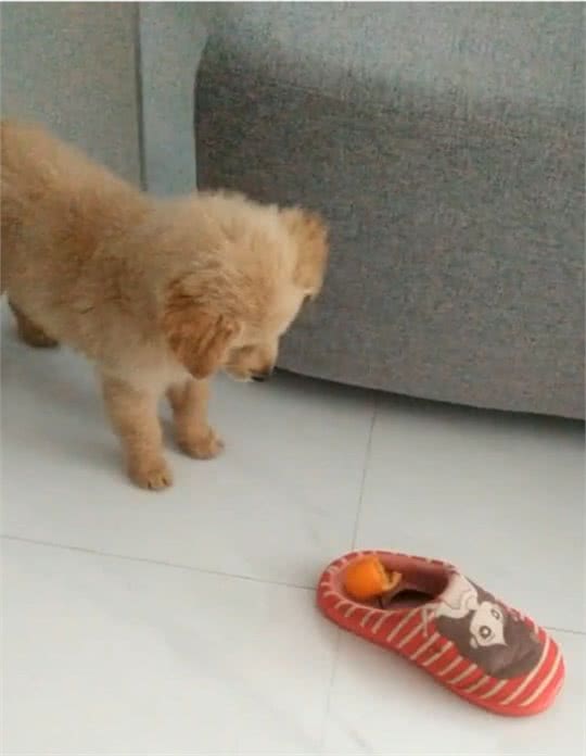 狗狗喜欢咬拖鞋?教你六招，让你的狗狗不再对拖鞋感兴趣