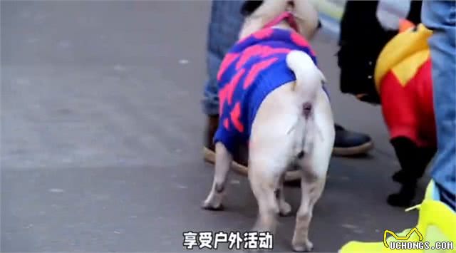 狗狗必备的三大宠物用品