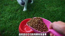 狗狗必备的三大宠物用品