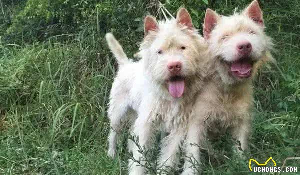 中国明犬-贵州下司犬