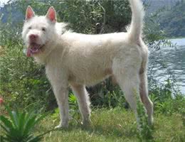 中国明犬-贵州下司犬