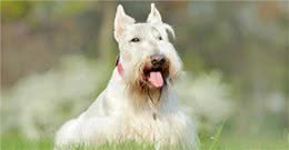 梗犬，猎犬，运动犬，这些你都分的清吗?