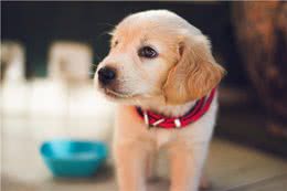 爱犬患产后抽搐症怎么办?