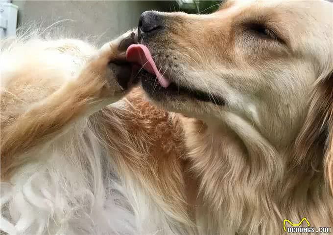 狗狗有这几个表现,暗示它非常孤独,你还不知道?